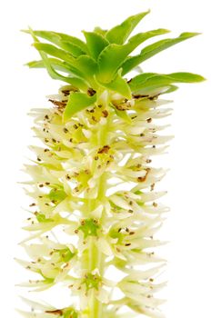 Exotic eucomis flower isolated on white background.