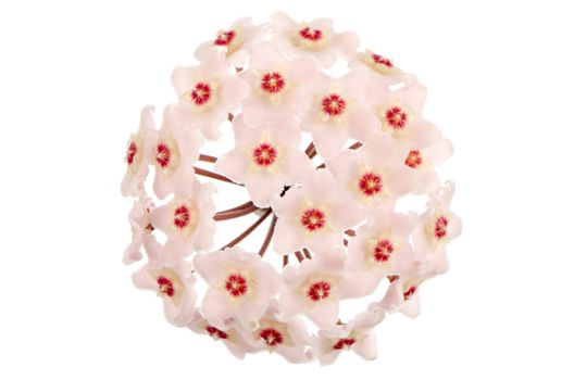 Beautiful hoya carnosa flowers isolated on white background.