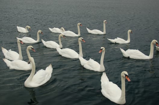 Fourteen white swans on the lake
