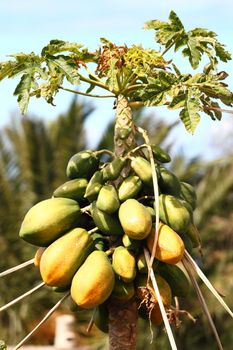 Papaya tree with many ripe and mature papayas. Photo from Tenerife, Canary Islands, Spain.