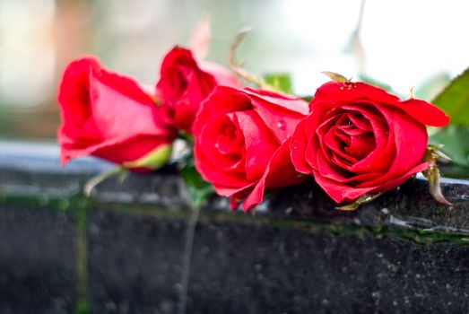 Red rose on edge of waterfall