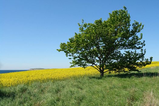 Solitary lonely tree on a hill perfect summer nature background image