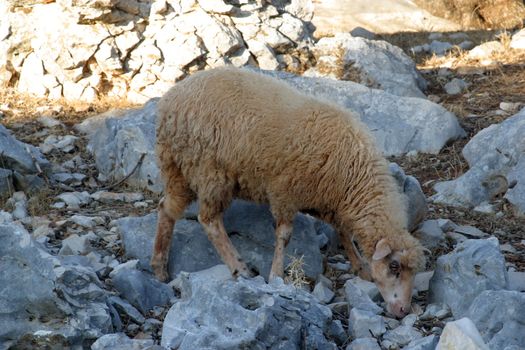 Sheep