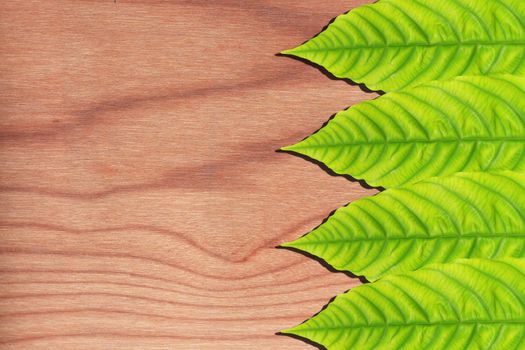 green leaves on the old wooden background