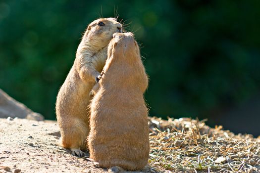 Two Prairie dogs standing together, holding each other.