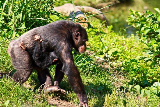 A female chimpanzee walking with her baby hanging from her. Symbolizes motherhood, parenting and loving