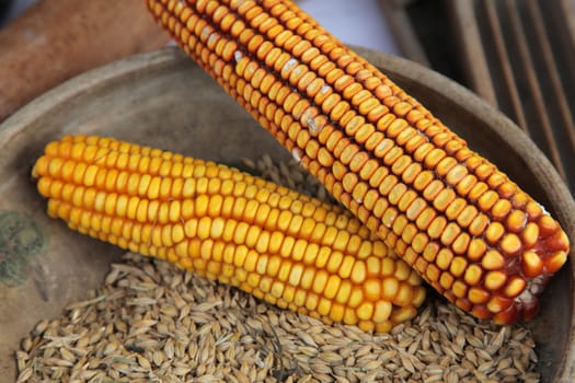 Maize cobs