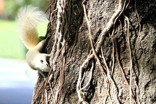 Albino squirrel feeding on the tree.
