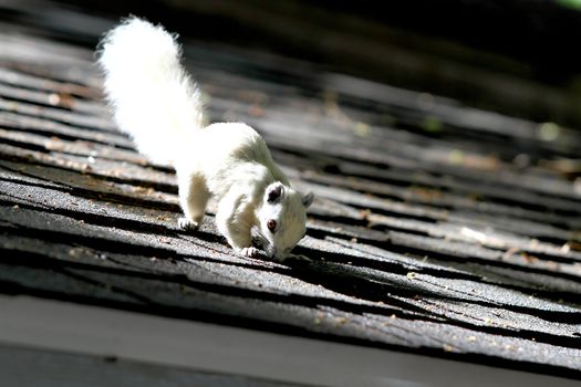 Albino squirrel