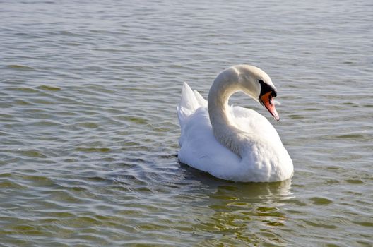 Swan floating on water. Free bird closeup. Wild lake view.