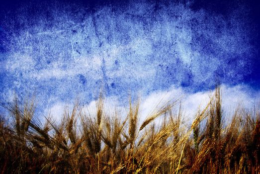 Wheat ears against the blue  sky