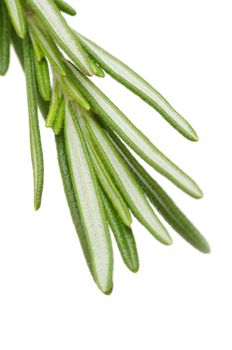 fresh rosemary isolated on white