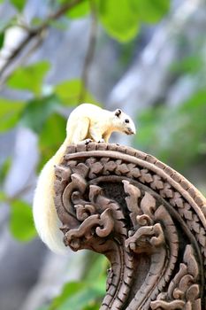 Albino squirrel