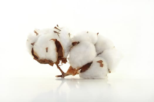 Cotton flower on a white background