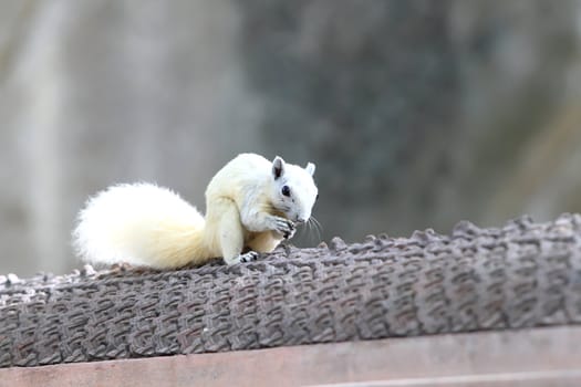 Albino squirrel