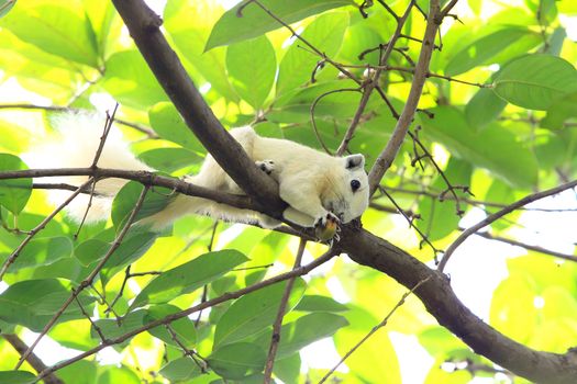 Albino squirrel eating a nut