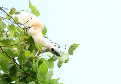 Albino squirrel feeding on the tree.