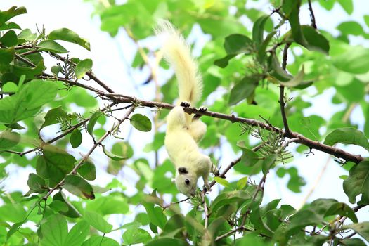 Albino squirrel feeding on the tree.