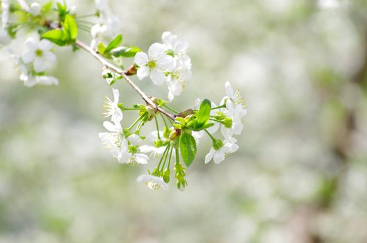  Close up of the spring cherry flowers    