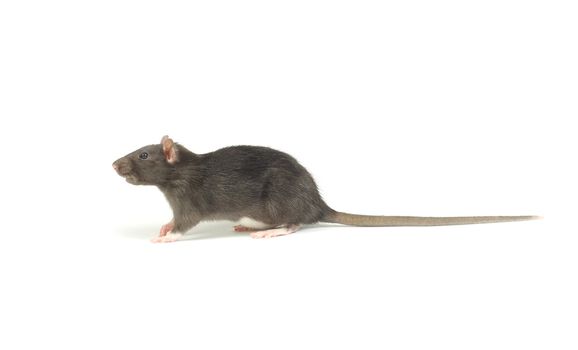 funny rat  isolated on white background