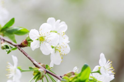  Close up of the spring cherry flowers    