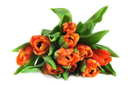 Tulip Bouquet on white background