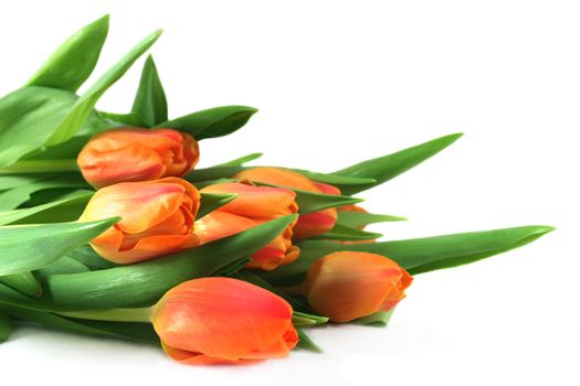 Tulip Bouquet on white background