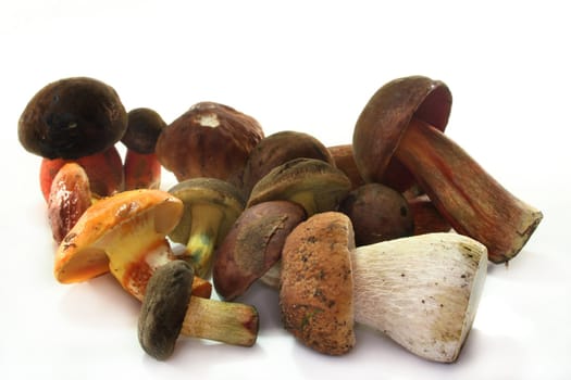 various wild mushrooms on a white background