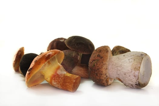 various wild mushrooms on a white background