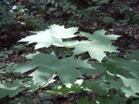 Green foliage with sun light in summer