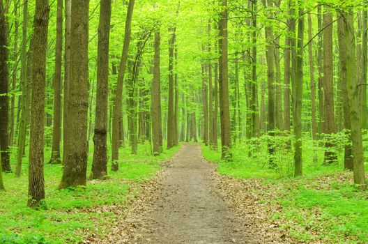a path is in the green forest
