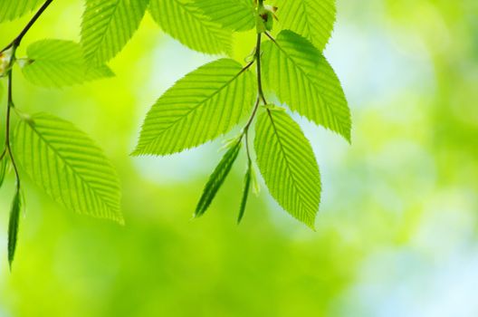 spring green leaves background in a sunny day