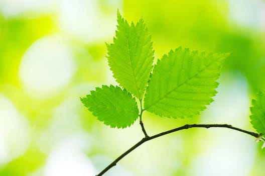 green leaves background in sunny day
