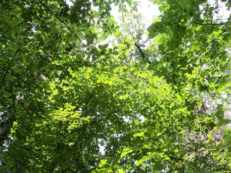 Green foliage with sun light in summer