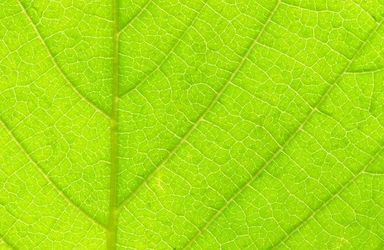 structure of leaf natural background