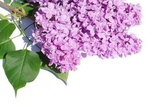 lilac flower isolated on white background