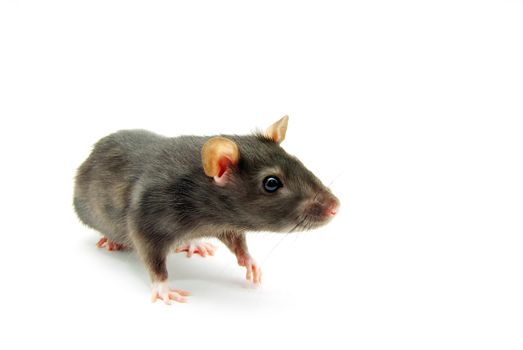 funny rat  isolated on white background