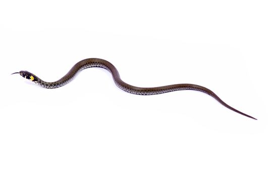 snake isolated on white background