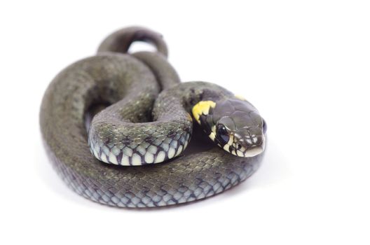 snake isolated on white background