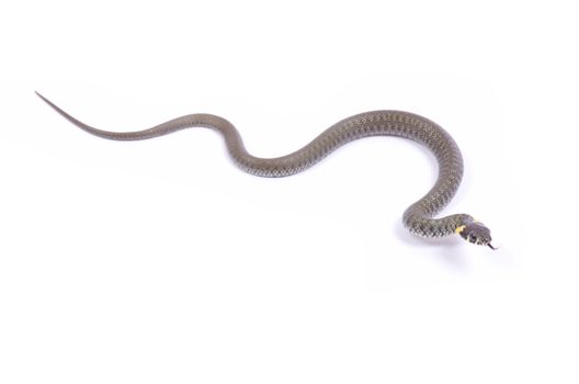 snake isolated on white background