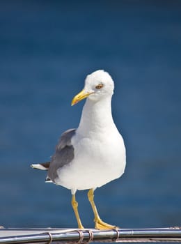 Croatian sea gull standing on boat front view,with  blue sea background
