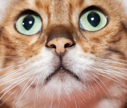 Focus on sense of smell from a macro image of a bengal kitten focusing on its nose and mouth