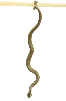 snake isolated on white background