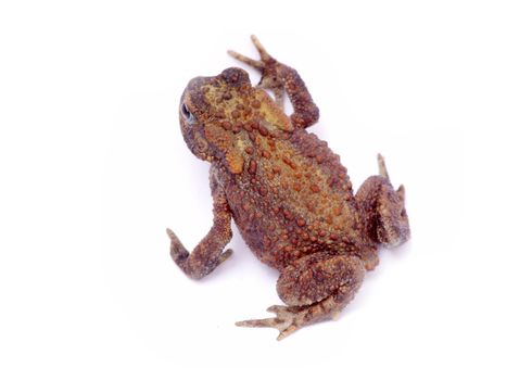 frog on a white background