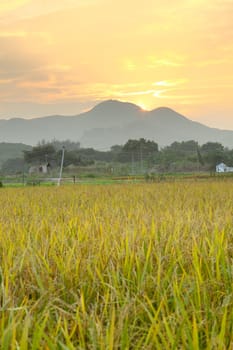 Golden sunset over farm field 