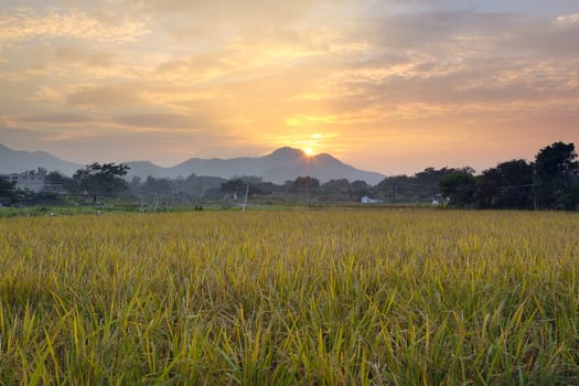 Golden sunset over farm field 