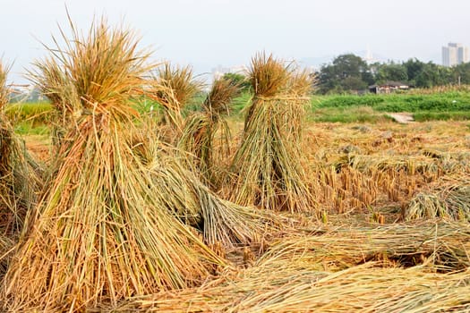 Harvest rice 