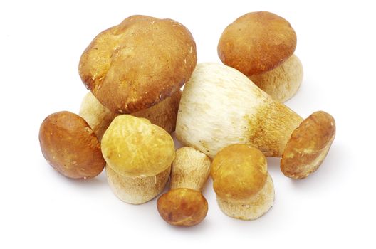 boletus edulis mushrooms on over white background