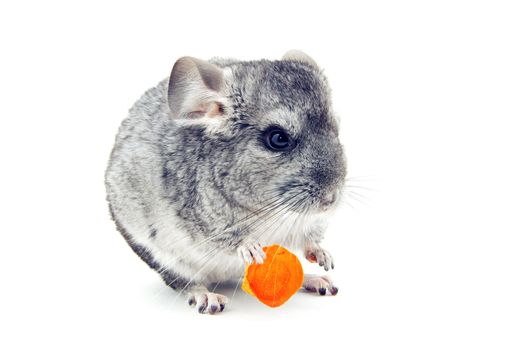 gray chinchilla isolated on white