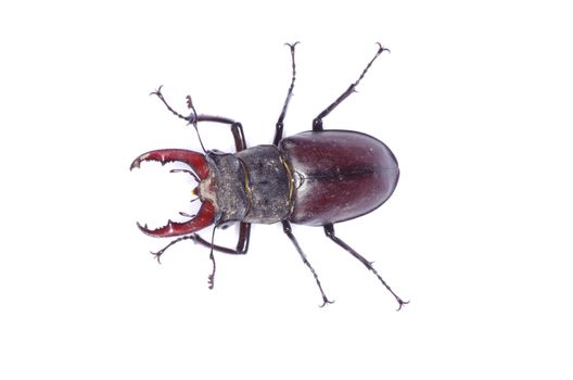 Stag beetle on the white background